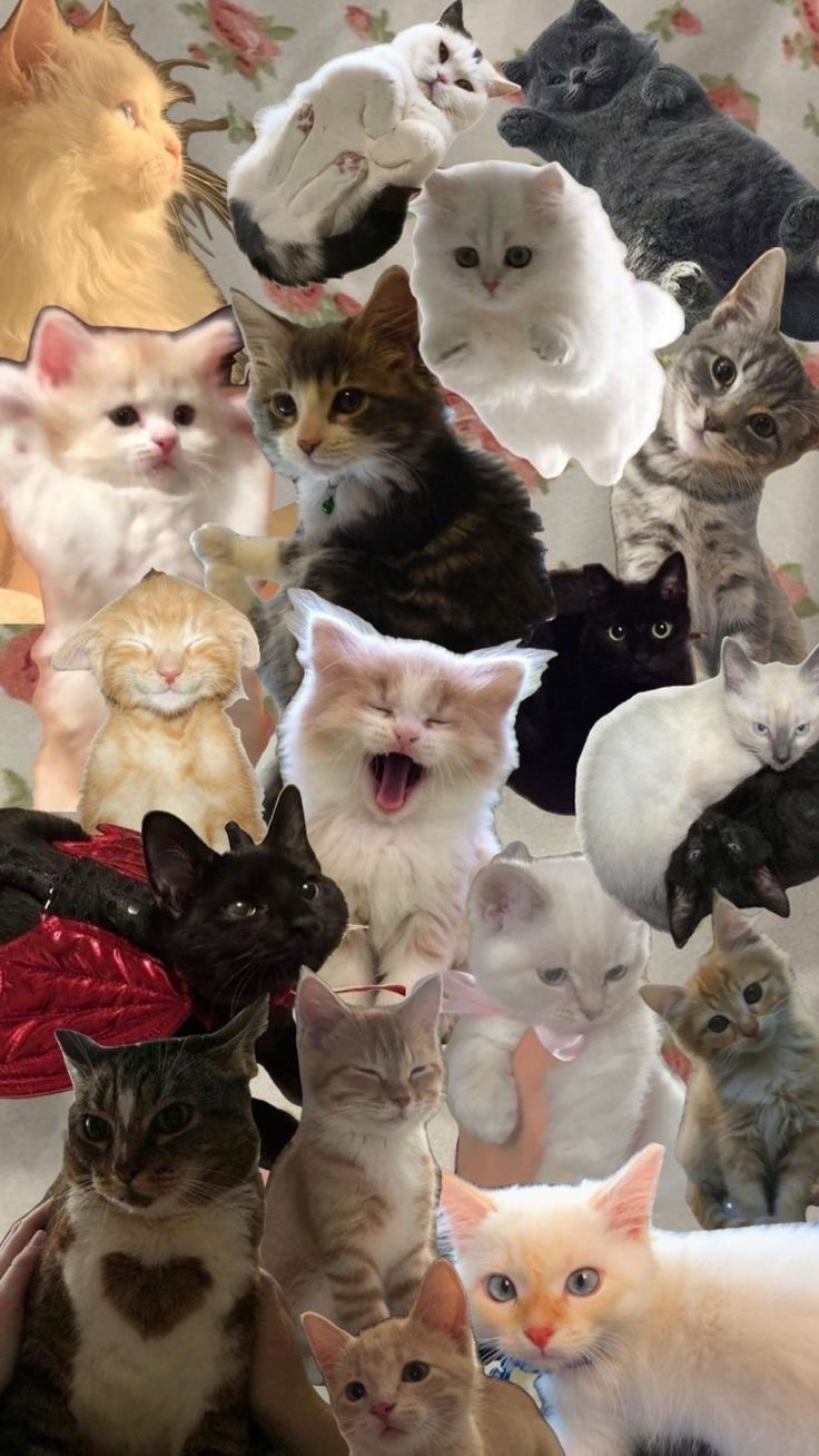 아이폰 꾸미기 :: ios14 고양이 배경화면 귀여운 고양이 짤, image size:736x1308