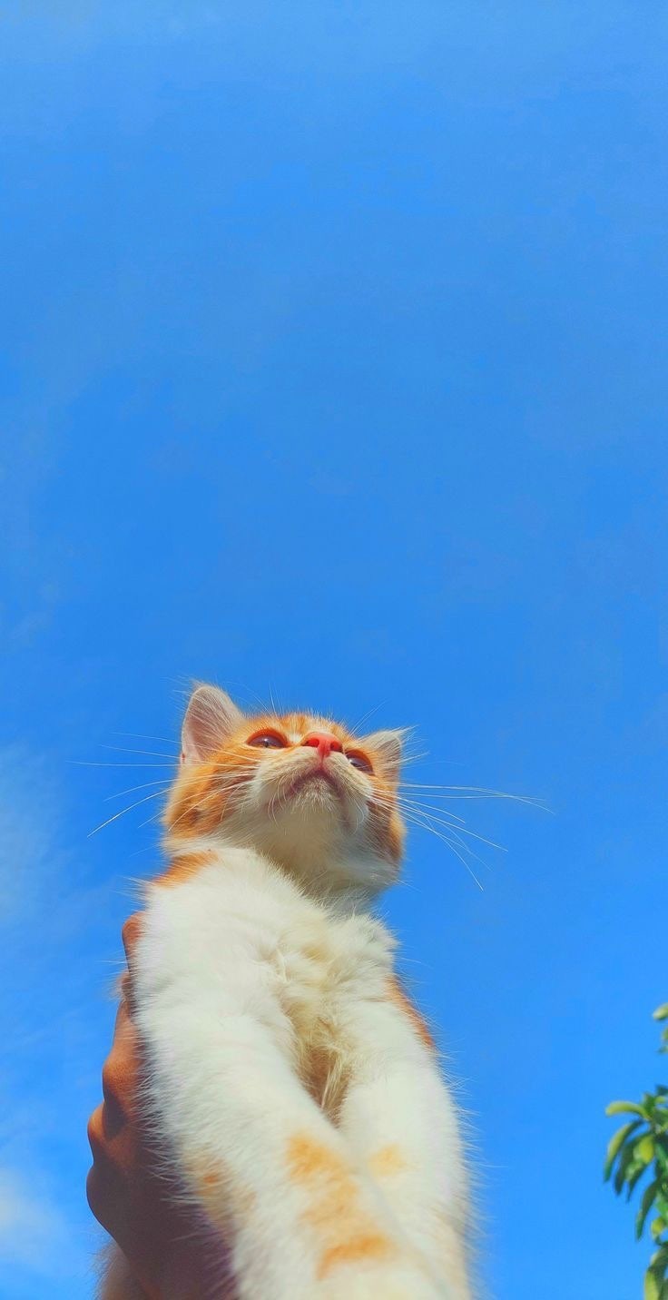 아이폰 꾸미기 :: ios14 고양이 배경화면 귀여운 고양이 짤, image size:736x1432