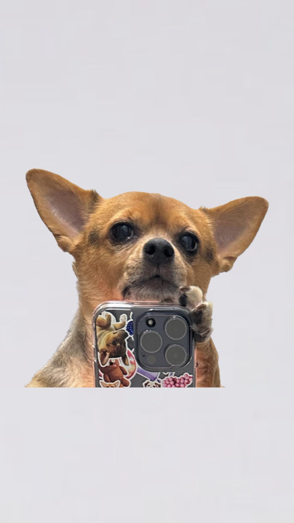 깔치는 개엄마 / 아이폰 14프로 케이스 / 아이폰 커스텀 케이스 / 강아지커스텀케이스 / 반려견커스텀케이스 / 강아지셀카 / 도프도프, image size:966x1717