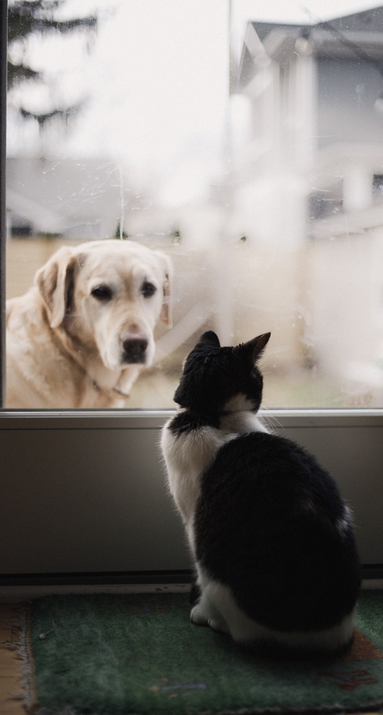 아이폰 감성 배경화면-귀여운 고양이 강아지 배경화면, image size:750x1400