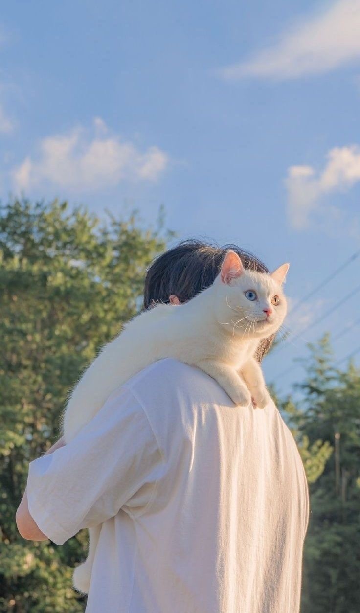 아이폰 감성 배경화면-귀여운 고양이 강아지 배경화면, image size:736x1253